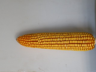 24557