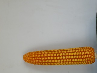24559