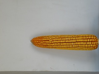 24558