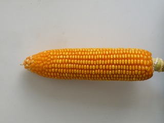 24556
