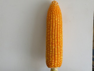 24555