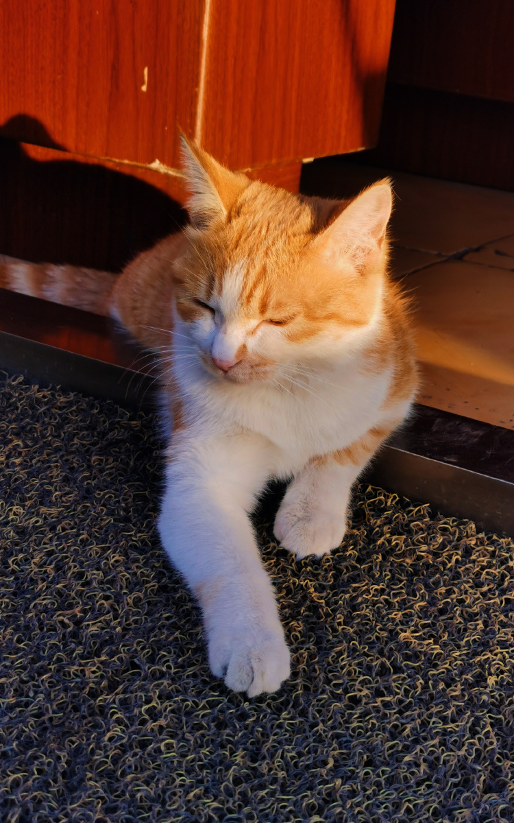 麻辣烫门口晒太阳的猫