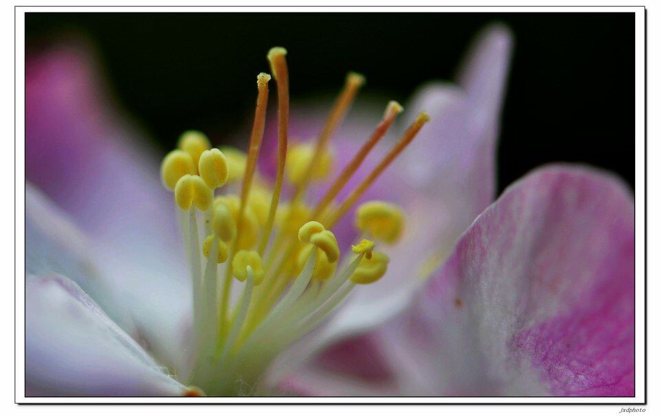 花蕊<br />
