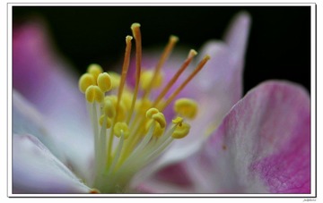 花蕊