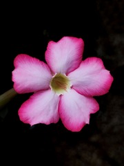 IMG_20230510_163247_1