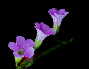 IMG_20230512_145053_1_1