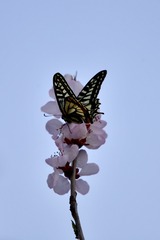 1420603