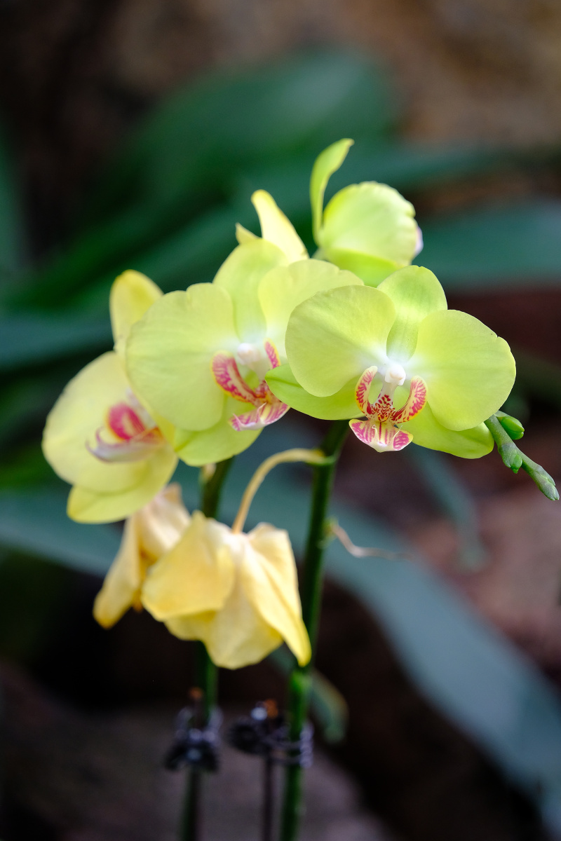 南山植物园里害羞的花