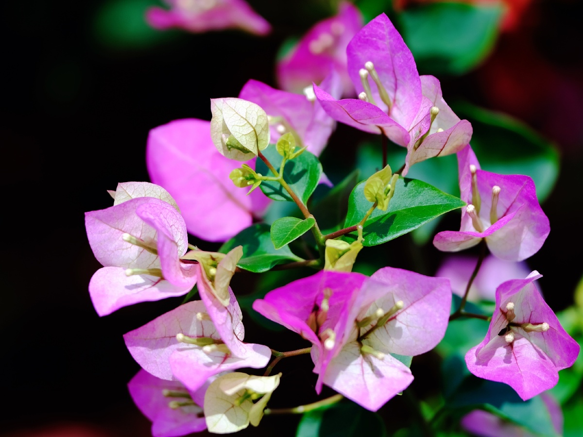 三角梅 - 摄影师161150077358851 - 图虫