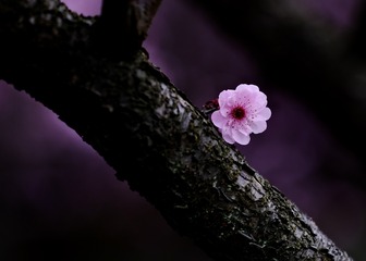 AD69BD1B-4B2A-4A27-B9E2-D7F843706CA2/L0/001