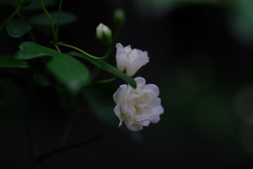 4726491D-46A1-4F8A-97D4-ED02CD45DB21/L0/001