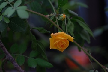 0BCCAA18-1FE9-4D52-A41C-C453479B0A7E/L0/001