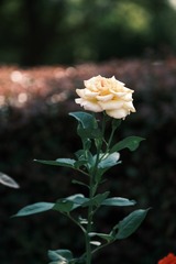 60EF14DC-DA23-40AA-929C-6CC8F79FE339/L0/001