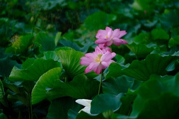 99A2FF3A-0194-4A62-AC63-AFA749CD8F25/L0/001