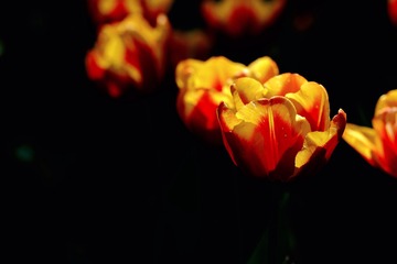 65A01973-E9B4-4DB3-A993-61CE81D21E78/L0/001