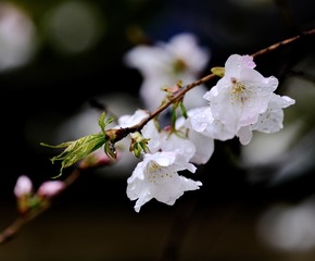 C68398D8-7EF3-4180-8737-CB30DB9ACFD1/L0/001
