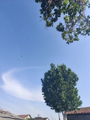 1000019049