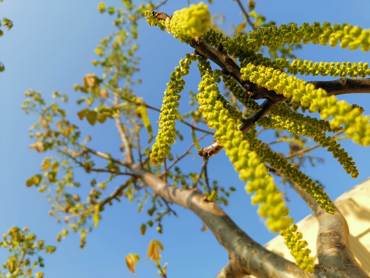 我家的核桃树开花了