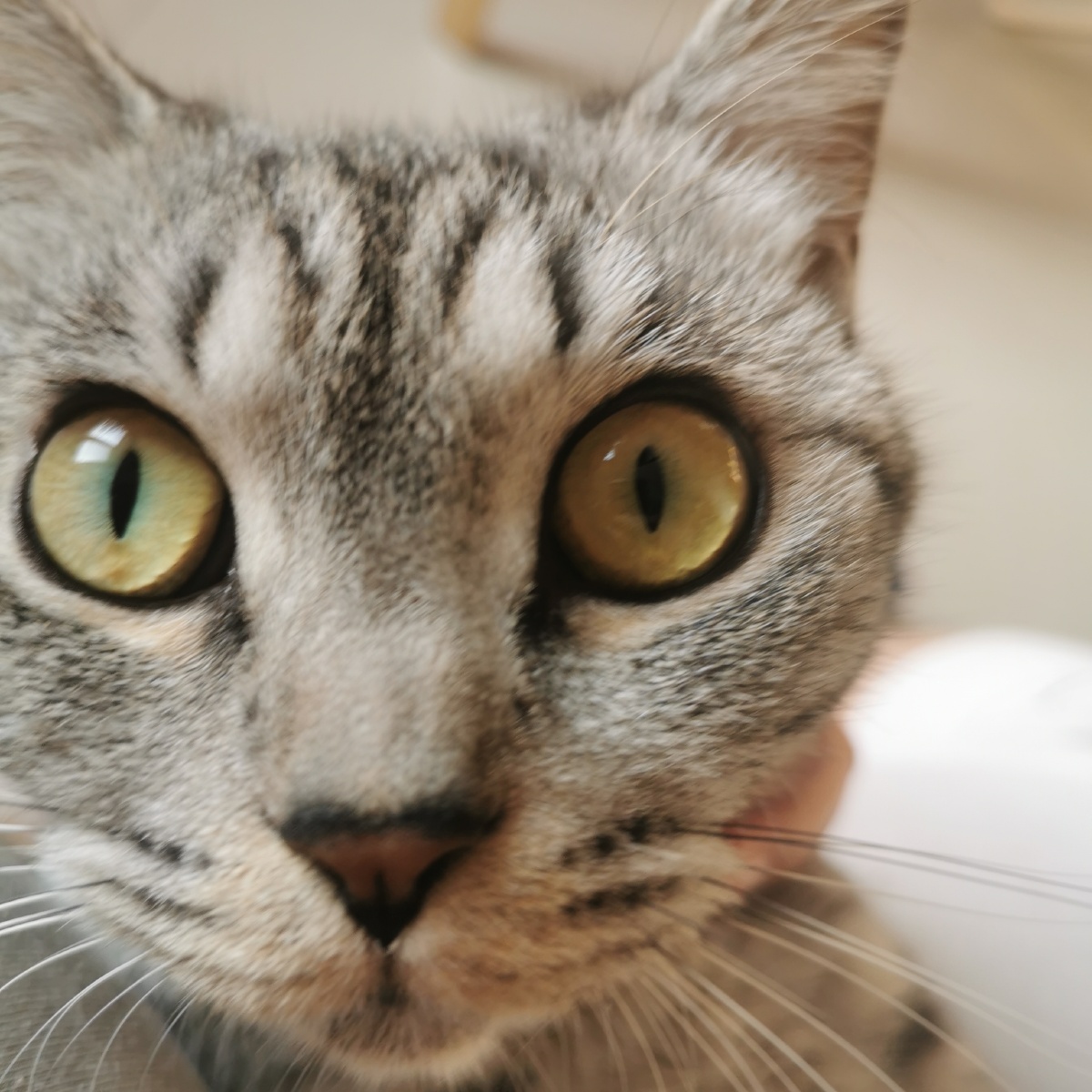 猫咪的卡姿兰大眼睛 - 红萝卜喂猫 - 图虫