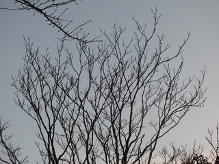 2659664