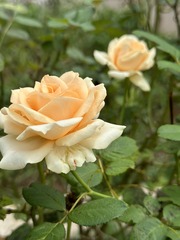 9649F5BD-F479-462F-9F6D-2C56CD857C4A/L0/001