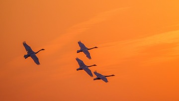 X1311221-denoise-low-light