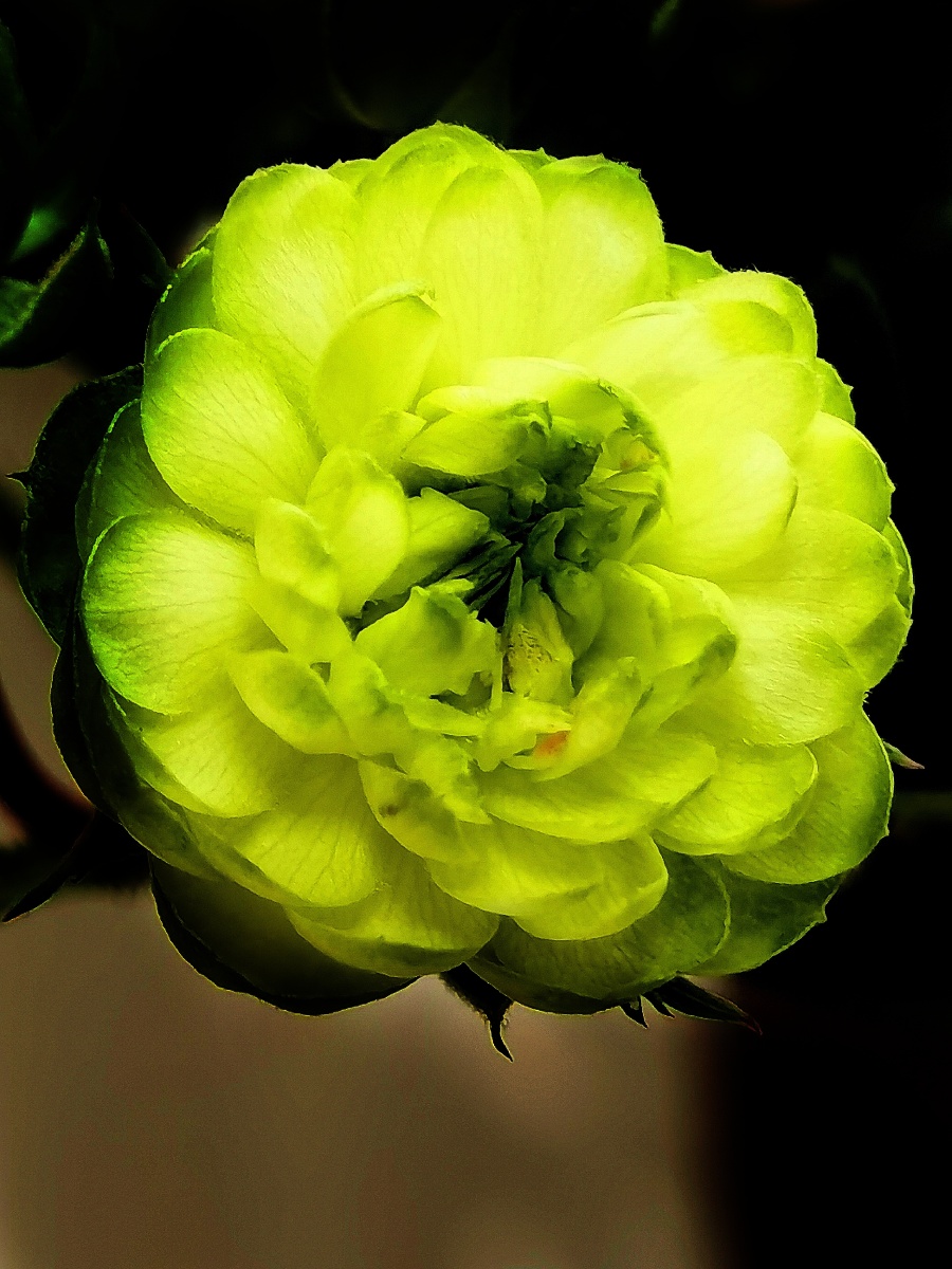 一种名为闪电的月季花 - 半闲居主 - 图虫