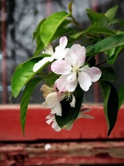 DSCF6486.JPG