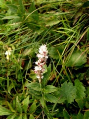DSCF9676.JPG