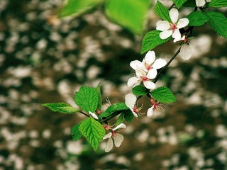 花和落花