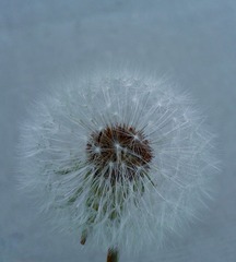 424