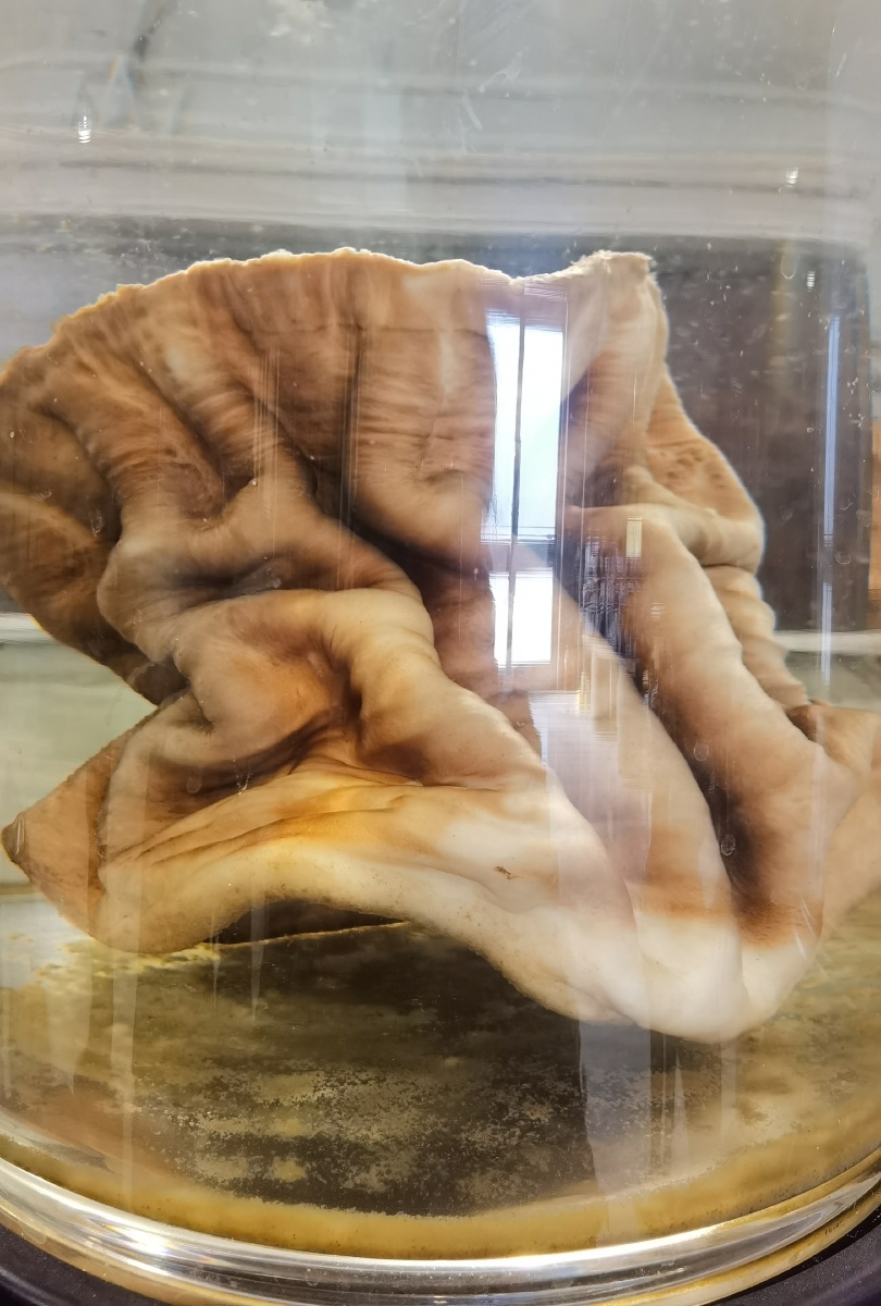 第四种生命形式是迄今发现的最古老的古生物活体标本是人类和一切动