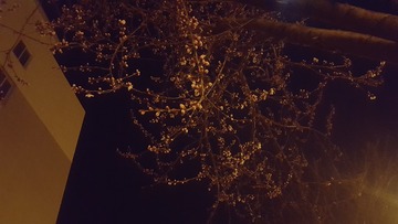 2215173