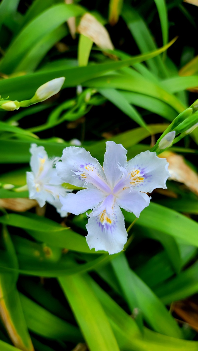 扁竹- 最初的梦想447 - 图虫