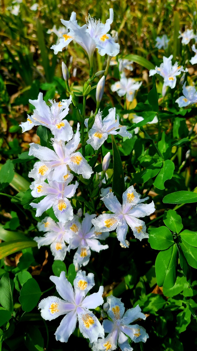 扁竹- 最初的梦想447 - 图虫