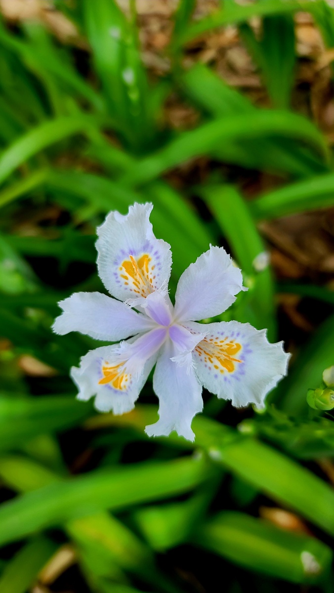 扁竹- 最初的梦想447 - 图虫