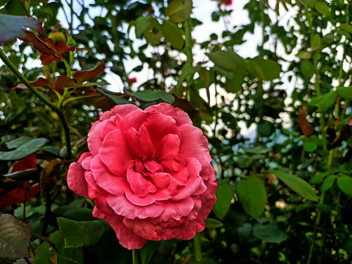 愿你眼中总有光芒,活成你想要的模样 - 业余小王同学 - 图虫