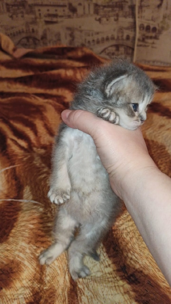 你知道这些都是哪些品种的猫咪幼崽吗评论区留言