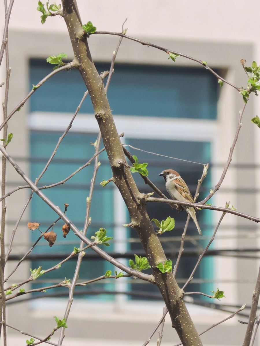 城市中很少看到野生鸟~停在小区花园菜园树枝上的麻雀~(2021年4月22日