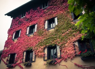 House of green and red.jpg