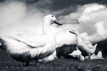in the angle of ducks (3).jpg