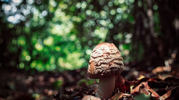 To feel the nature.jpg