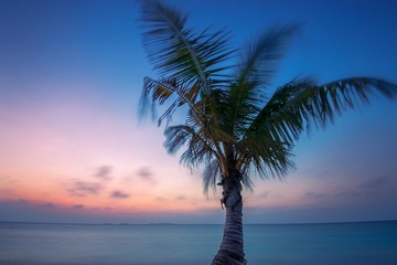 A lonely Coconut tree