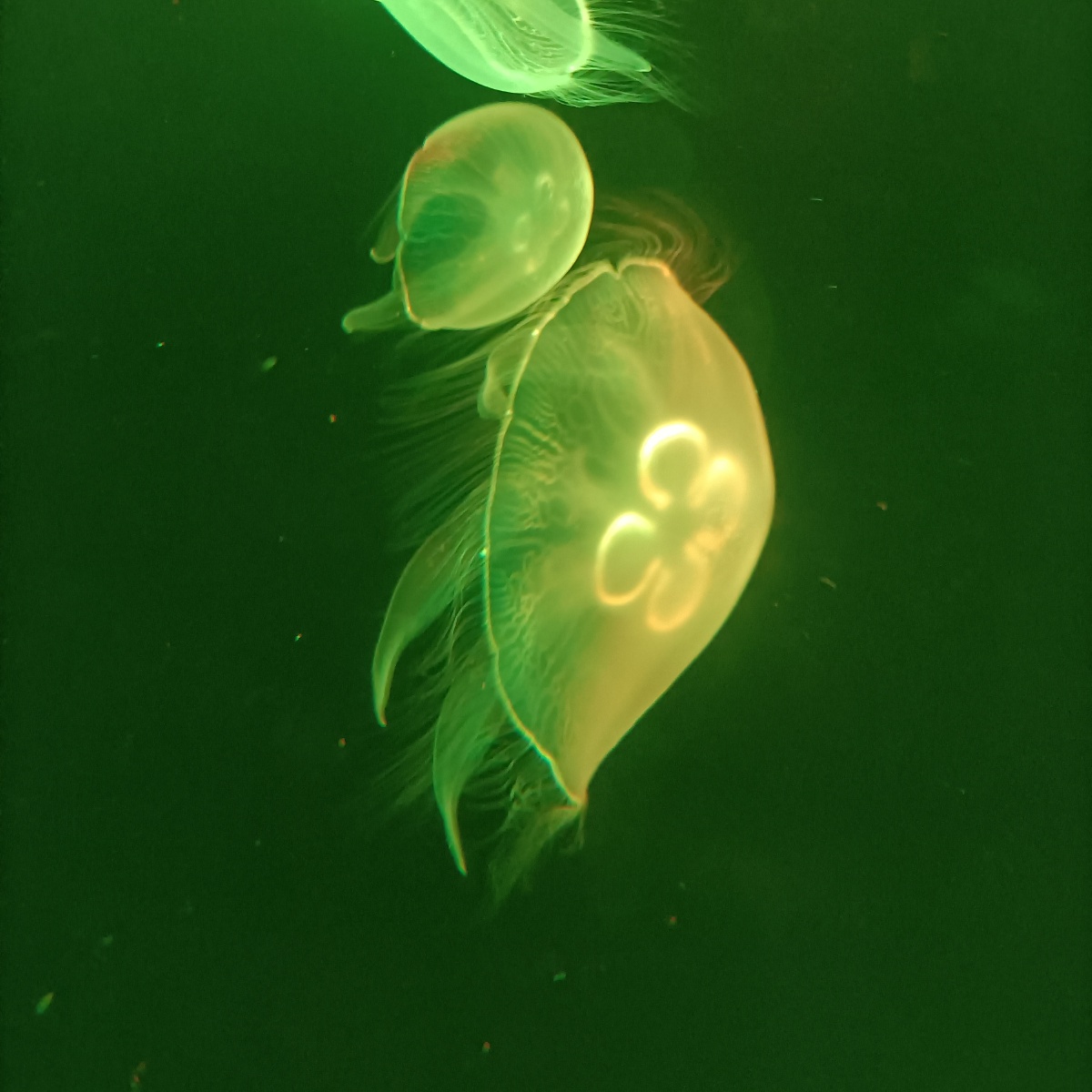 水母,荧光色,发光