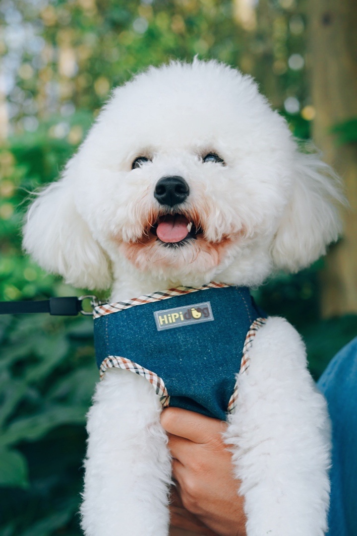 萌宠治愈微笑比熊白小天使