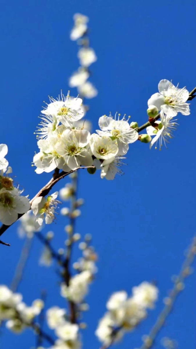 冬天青梅花花开季节