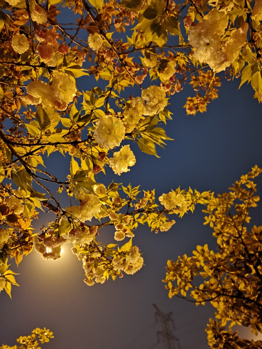 夜晚花丛,花丛(第7页)_大山谷图库