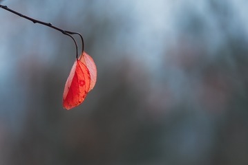 95509