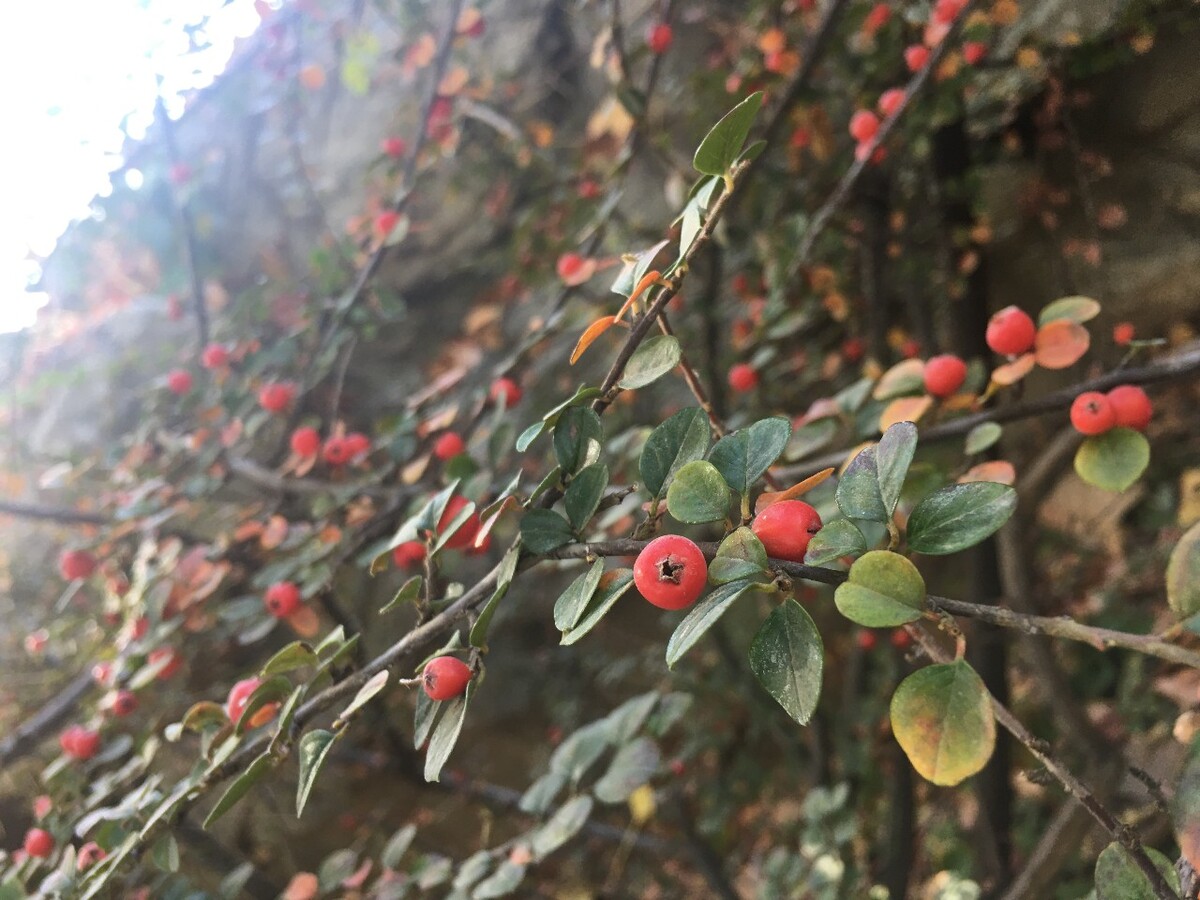 星星点点 切切思念