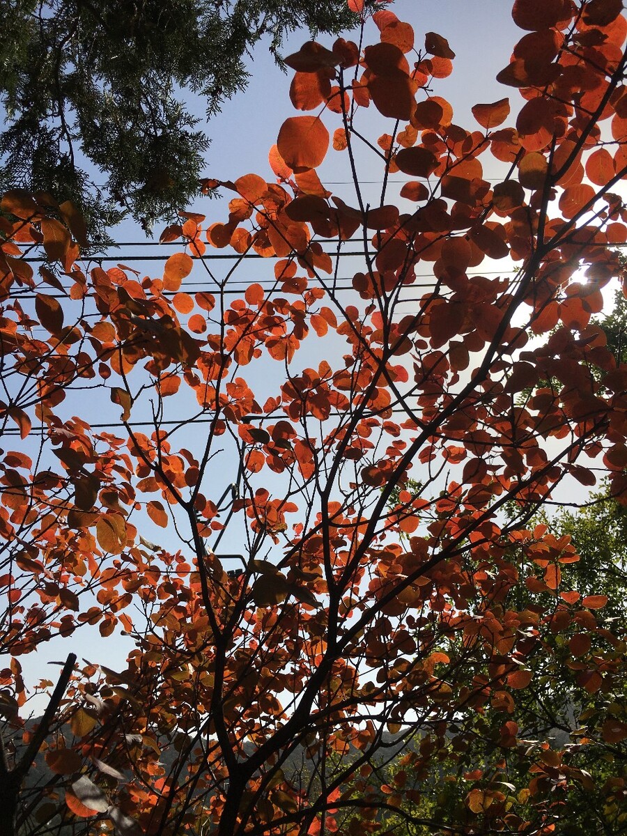 斑驳岁月  阳光静好